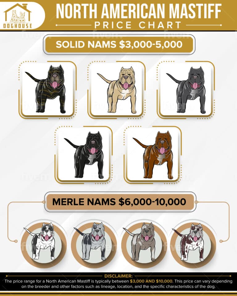 North American Mastiff Price Chart by color and characteristics. The ultimate NAM price guide
