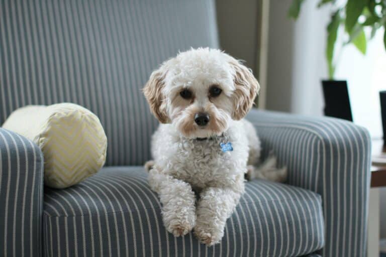 White cavapoo on couch