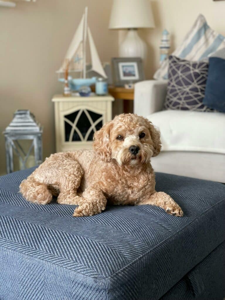 Cockapoo on bed