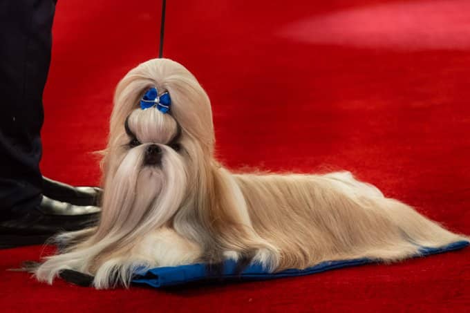 Comet the Shih Tzu AKC national champion westminster best in show dog
