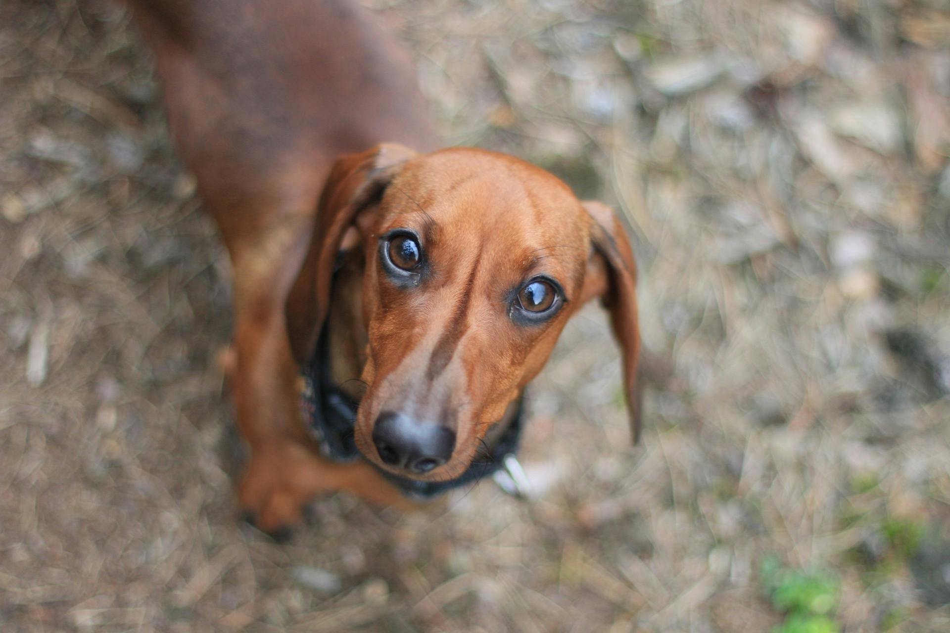 Cute dachshund looking directly into the camera