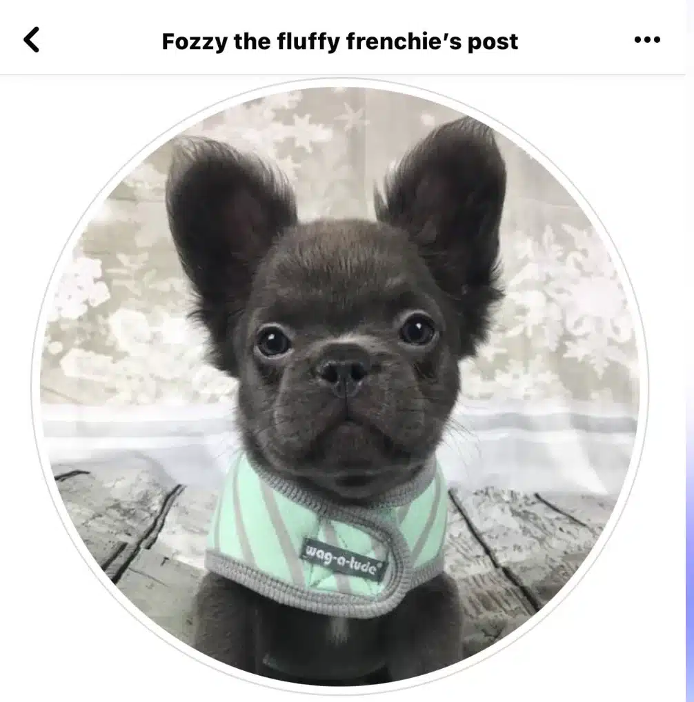 Fozzy, the first ever Modern Fluffy Frenchie