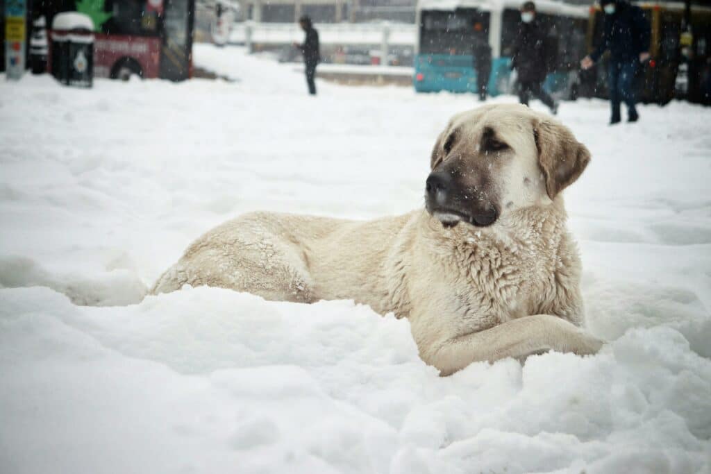 Kangal outside in snow
